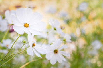 Group of white cosmos flowers on yellow and green background