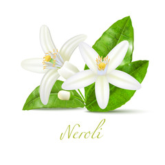 Neroli Flowers and Leaves in Realistic Style