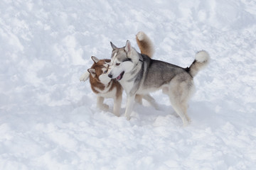 Naklejka premium Two siberian husky are playing on a white snow in the park. Pet animals.