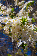 The branches of a flowering tree in the sun