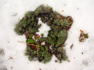 plant in snow