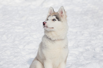 Cute siberian husky puppy is sitting on the white snow. Three month old. Pet animals.