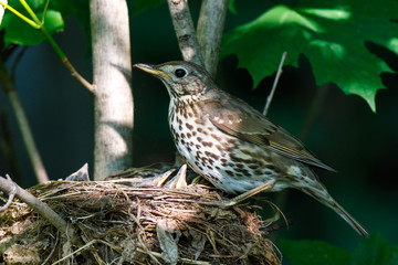 Song Thrush (Turdus philomelos).