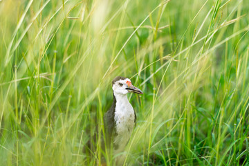  A bird that sits in the forest of grass