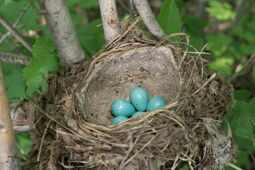 Obraz premium Drozd śpiewak (Turdus philomelos).