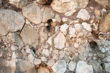  Fossils of primeval marine life 240 million years old