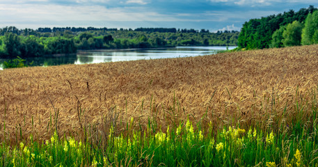 Fields landscape in summer sunset and sunrise
