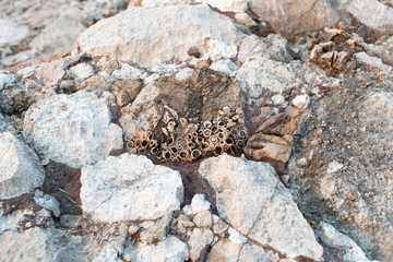  Fossils of primeval marine life 240 million years old