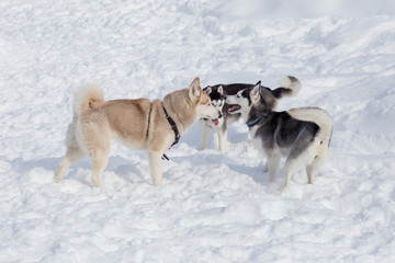 Fototapeta na wymiar Three siberian husky are playing on a white snow. Pet animals.