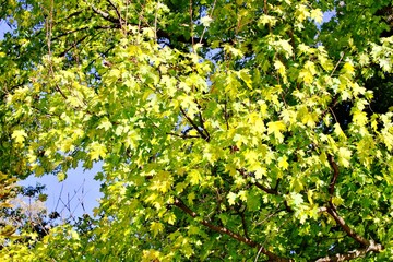 Bright autumn forest