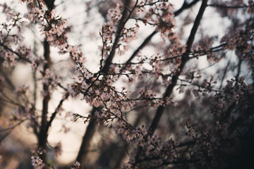 spring in bloom