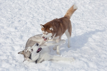 Two cute siberian husky are playing on a white snow in the park. Pet animals.