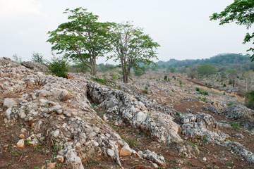  Fossils of primeval marine life 240 million years old