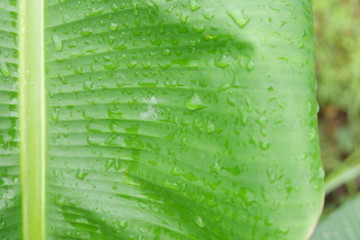 green leaves with rain water on it