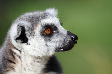 Katta / Ring-tailed Lemur / Lemur catta