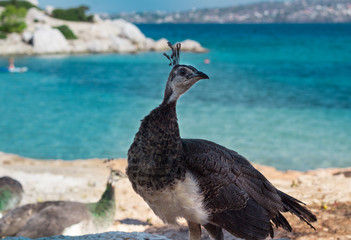 Grey peacock stands on coastal rocks near blue sea water