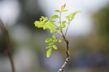 branch with green leaves