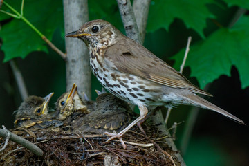 Song Thrush (Turdus philomelos).