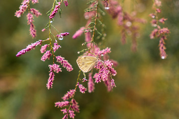 butterfly