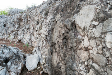  Fossils of primeval marine life 240 million years old
