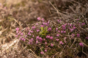 purple heather
