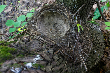 Song Thrush (Turdus philomelos).