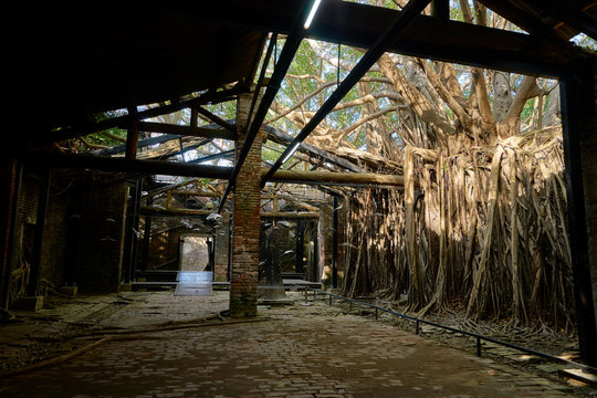 Huge vine root of banyan trees covered building at Former Tait & Co. Merchant House, Popular site featuring Taiwan history exhibits in a former warehouse.