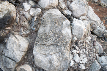  Fossils of primeval marine life 240 million years old