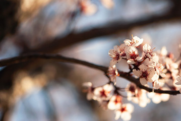 Spring Sand Cherry Flower