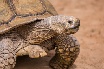 Wild african animals