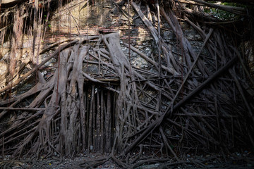 Huge vine root of banyan trees covered building at Former Tait & Co. Merchant House, Popular site featuring Taiwan history exhibits in a former warehouse.