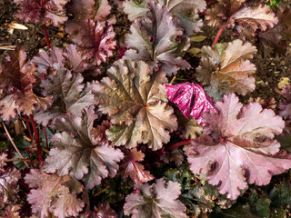 OLYMPUS DIGITAL CAMERA - MY GARDEN