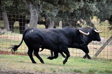 bull in spain