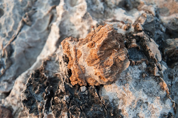  Fossils of primeval marine life 240 million years old