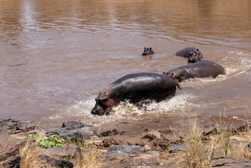 Fototapeta premium Hippopotamus coming out from Mara river, Masai Mara Kenya