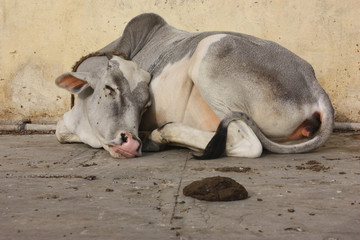 Indian cow resting
