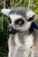Katta / Ring-tailed Lemur / Lemur catta