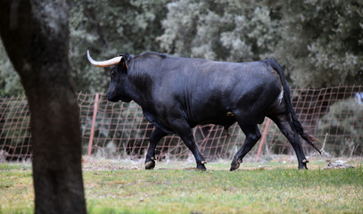 bull in spain