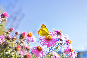 butterfly on flower