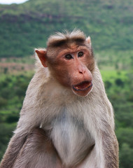 Macaca monkey of the Inda