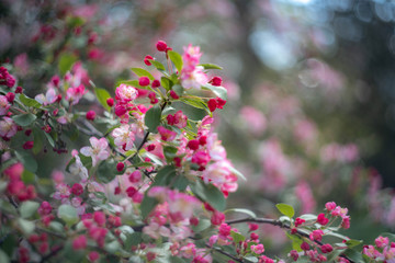 pink cherry flowers in the garden