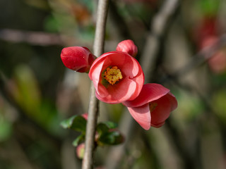 Japanese Quince or Chaenomeles japonica. Flowers of Chaenomeles japonica in the spring garden