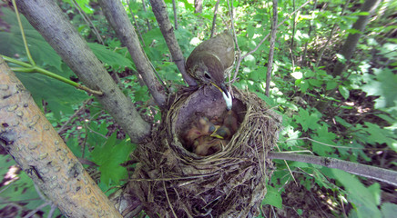 Song Thrush (Turdus philomelos).