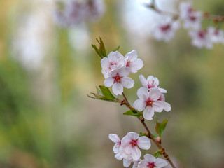 White red flowers of Prunus cerasifera. Blossoming branch with with flowers of cherry plum.
