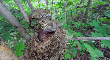 Song Thrush (Turdus philomelos).