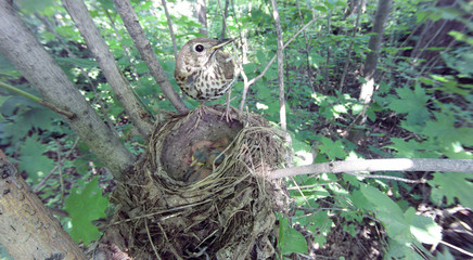 Song Thrush (Turdus philomelos).