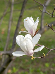 Magnolia flower on tree branch on blurred background.