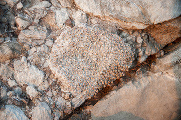 Fossils of prehistoric marine life