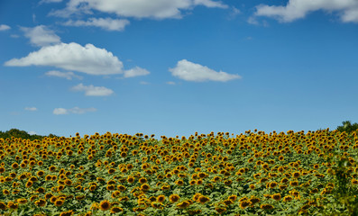 field of blooming bright yellow sunflowers on a summer day background 