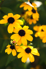 Black Eyed Susan Trio